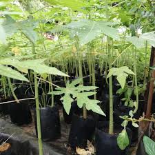 Foto diatas menunjukkan teknologi ini boleh dilakukan dengan membaca blog ini seterusnya. Buy Anak Pokok Betik Sekaki Seetracker Malaysia