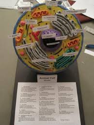 Yahoo Voices Voices Yahoo Com Animal Cells Model Animal Cell Animal Cell Model Project