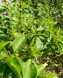 Image result for Phytolacca dodecandra