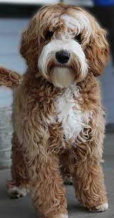 Australian Labradoodle Daisy Hill Labradoodles Labradoodle Puppy Australian Labradoodle Puppies Australian Labradoodle
