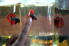 Ikan hias memiliki kelebihannya sendiri, lihat saja warnanya yang beragam dan bentuknya yang enak dilihat. Manfaat Hobi Pelihara Ikan Hias Guppy Dan Cupang Republika Online