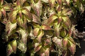 Image result for Coleus guerkei