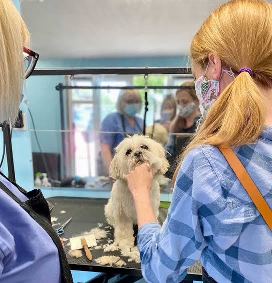 Training & Grooming