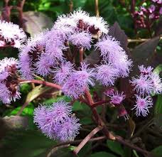 Image result for Bartlettina