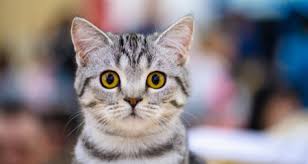 Hair loss tends to show up around the face and ears. Facial Alopecia Hair Loss In Cats Petcoach