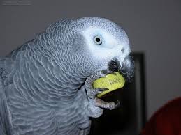 Birds For Sale In Ohio African Grey Parrot African Grey Parrot African Grey Parrot
