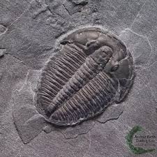 Why fossil fuels are even more radioactive than nuclear reactors if you start studying the waste from gas and oil wells, and measure the emissions from coal ash, the fossil fuel industry is more dangerous than any nuclear plant. Why Were Some Of The Dinosaur Skeletons Radioactive Quora