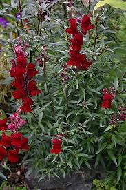 Pin On Garden Stuff