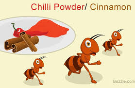 Home Remedies To Get Rid Of Ants Chilly Powder Or Cinnamon Get Rid Of Ants Rid Of Ants Home Remedies For Ants