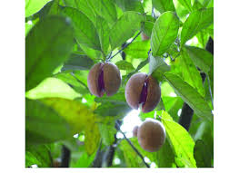 Image result for Myristicaceae