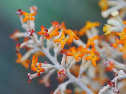 Image result for Buddleja madagascariensis