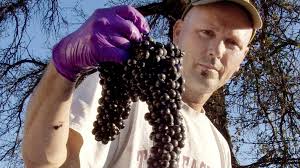 Wine, etc.: Montoliva Vineyards & Winery delivers unique Italian-style  wines in California