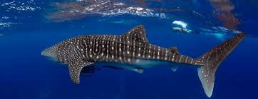 Después cierra la boca, expulsando y filtrando el agua por las agallas. Nado Con Tiburon Ballena Centro De Buceo En Playa Del Carmen