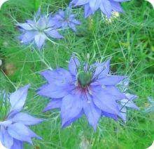 Nigella Seeds Love In A Mist Heirloom Untreated Non Gmo From Canada
