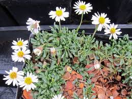 Image result for Erigeron steudelii