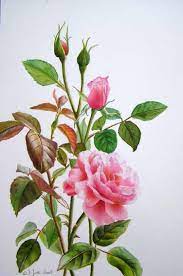 Flower watercolor, watercolor flowers picture download icons. How To Paint A Rose Rose Demonstration In Watercolor