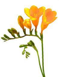 Expressing Your Truth Blog Zyla S Autumn Freesia Flowers Fresia Flower Flower Meanings