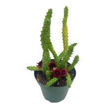 Image result for Huernia