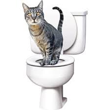 Citikitty Kedi Tuvalet Egitim Seti Fiyati Taksit Secenekleri