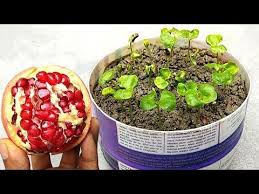 How to grow a pomegranate tree from seeds there isn't much to say about how to plant a pomegranate seed since these seeds sprout readily without too much help. How To Grow Pomegranate Plants Easily Grow At Home Youtube Pomegranate Growing Pomegranate Plant Growing Seeds