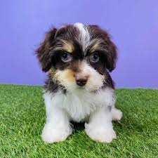 It's also free to list your available puppies and litters on our site. Havanese Puppies For Sale Puyallup