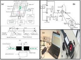 Convert solar (light) energy into chemical energy (sugars) through photosynthesis. From Photosynthesis To Biosensing Chlorophyll Proves To Be A Versatile Molecule Sciencedirect
