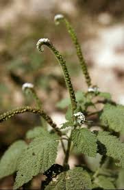 Image result for Heliotropium indicum