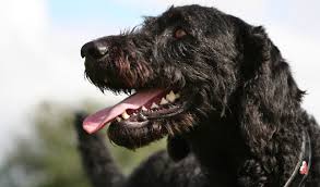 The mini labradoodle is a smart, sassy and sweet designer dog. Labradoodle Breed Information