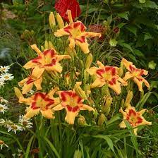 Adorable tiger daylily is an herbaceous perennial with a shapely form and gracefully arching foliage. Hemerocallis Tiger Swirl Daylily
