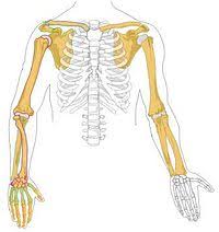 Actiune are aceeasi actiune ca si muschiul ridicator al scapulei. Omoplat Wikipedia