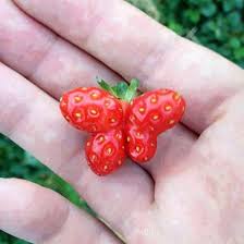 Fraise Papillon Frukty Smeshnoj Frukt Izobrazheniya Fruktov