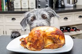 Erkennbare verhaltensänderungen, zum beispiel durch verstärktes grasfressen 2. Magenprobleme Bei Hunden Hunde Kausnacks Magazin