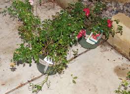 Here is a list of all camellia varieties we offer for sale and ship for free from wilson bros gardens. 1 Qty Flower Carpet Pink Supreme Ground Cover Rose 1 Qty Flower Carpet Red Ground Cover Rose Premium Landscaping Plant By Monrovia Fall Clearance Extravaganza Absolute Natural Stone