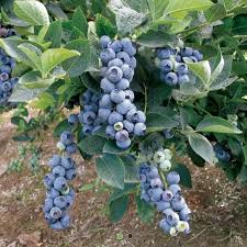 Yaban mersini üzümsü bir meyve olması sebebiyle ılımam yağmurlu fundalık alanlarda yetişmektedir. Iri Meyveli Blue Gold Yaban Yuksek Verimli Yaban Mersini Fidani Satin Al