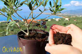 Jan 03, 2015 · all varieties of this flowering tree will grow well when planted in full sun and well draining soil, but certain varieties do better in certain climates and growing zones. Best Soil For Olive Trees In Pots Beginner S Guide
