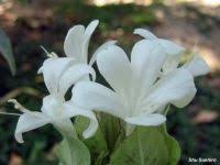 Image result for Barleria albostellata