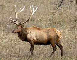 (and i know there is one for you). I Know They Re Both Part Of Artiodactyla But Exactly How Closely Related Are Camels And Moose Because They Look Very Similar Quora