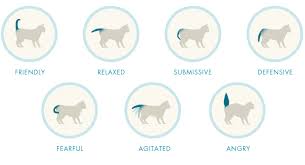 Purinaone Com Cat Body Cat Language Cat Tail Meaning