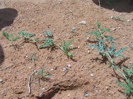 Image result for Acanthosicyos naudinianus