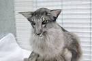 Oriental Shorthair - Wikipedia