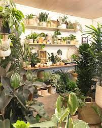 Frond Plant Shop Frondplantshop Instagram Photos And Videos Plants Indoor Plants Instagram Photo