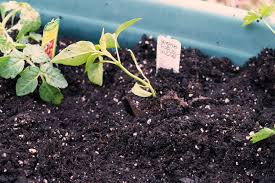 Check spelling or type a new query. How To Plant A Salsa Garden