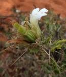 Image result for Blepharis involucrata