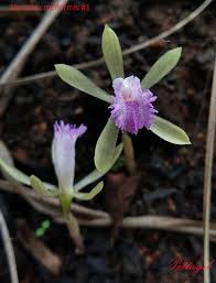 Image result for Nervilia sp.no.4