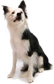 Border Collie Rescue Of Minnesota Border Collie Border Collie Rescue Collie