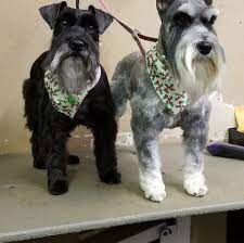 Your local dog groomer is as close as your neighborhood petsmart! Tlc Pet Grooming Home Facebook