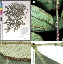 Image result for Ptisana