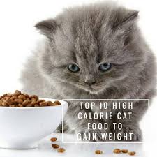 Miracle vet high calorie weight gainer for dogs who should buy a cat weight gain supplement. 10 Best High Calorie Cat Food To Gain Weight February 2021