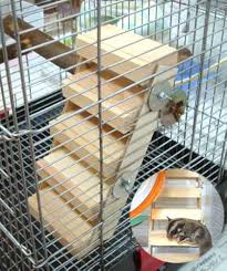 Amazon | 空中階段 (木製の階段式ステップ モモンガ、ハムスター、デグー チンチラに | NEXT | 飼育ケージ内装 通販