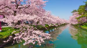 You could download the wallpaper and also utilize it for your desktop computer pc. Cherry Tree Rose Flowers Green River Kawazu Town In Japan Shizuoka Desktop Wallpaper Hd For Mobile Phones And Laptops Hd 2560x1600 Wallpapers13 Com